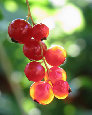 Red Currants-1