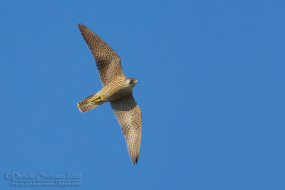 Peregrine (Falco peregrinus ssp brookei)