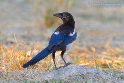 Magpie (Pica pica)