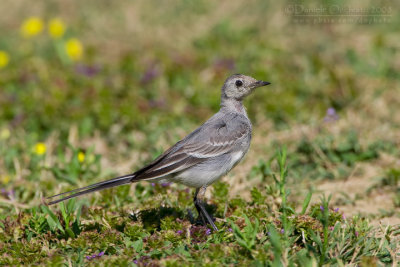 White Wagtail (Motacilla alba)