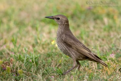 Common Starling (Sturnus vulgaris)