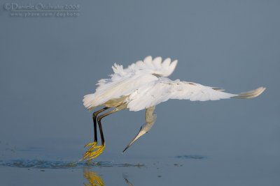 Little Egret (Egretta garzetta)