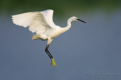 Little Egret (Egretta garzetta)