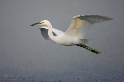 Little Egret (Egretta garzetta)