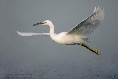 Little Egret (Egretta garzetta)