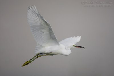 Little Egret (Egretta garzetta)