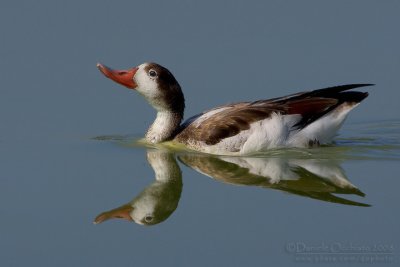 Shelduck (Tadorna tadorna)