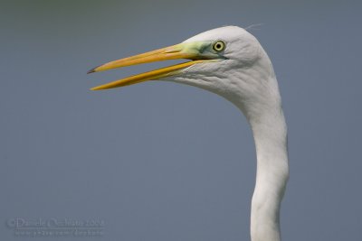 Great White Egret (Casmerodius albus)