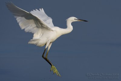 Little Egret (Egretta garzetta)