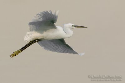 Little Egret (Egretta garzetta)