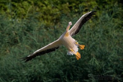 White Pelican (Pelecanus onocrotalus)