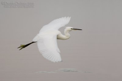 Little Egret (Egretta garzetta)