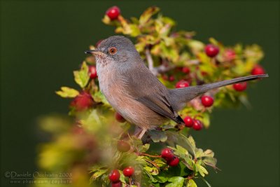 Dartford Warbler (Sylvia undata)