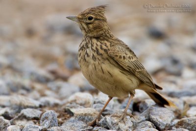 Thekla Lark (Galerida theklae)