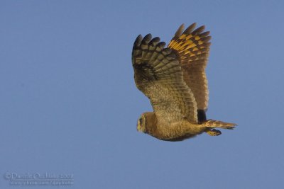 Marsh Owl (Asio capensis tingitanus)