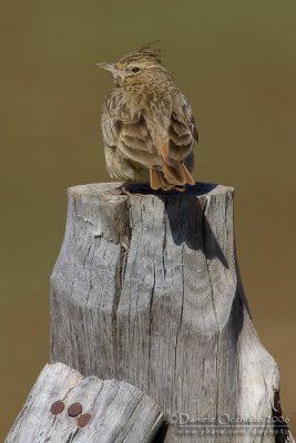 Thekla Lark (Galerida theklae)