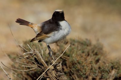 Red-rumped Weathear (Oenanthe moesta)