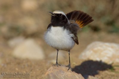 Red-rumped Weathear (Oenanthe moesta)