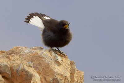 Black Weathear (Oenanthe leucura syenitica)