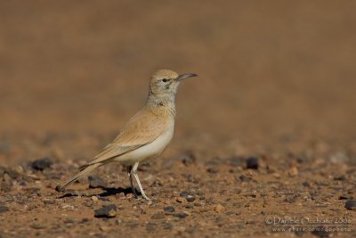 Hoopoe Lark (Alaemon alaudipes)