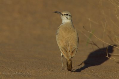 Hoopoe Lark (Alaemon alaudipes)