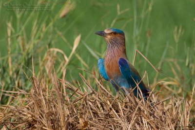 Indian Roller (Coracias benghalensis)