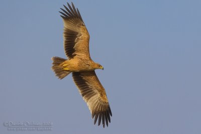 Eastern Imperial Eagle (Aquila heliaca)