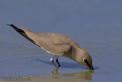 Little Pratincole (Glareola lactea)