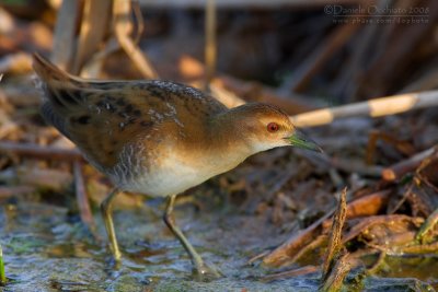 Baillon's Crake (Porzana pusilla)