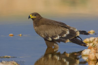 Steppe Eagle (Aquila nipalensis)