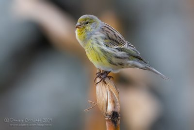 Canary (Serinus canaria)