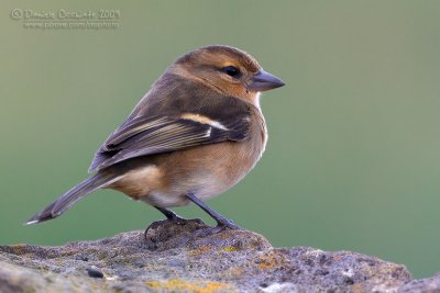 Azores Chaffinch (Fringilla moreletti)