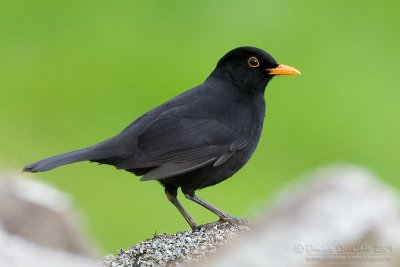 Blackbird (Turdus merula ssp azorensis)