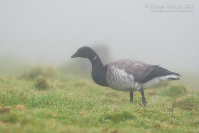 Pale-bellied Brent (Branta bernicla ssp hrota)