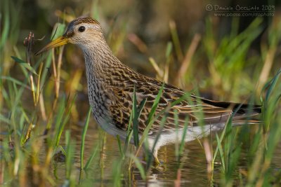 Pectoral Sandpiper (Calidris melanotos)