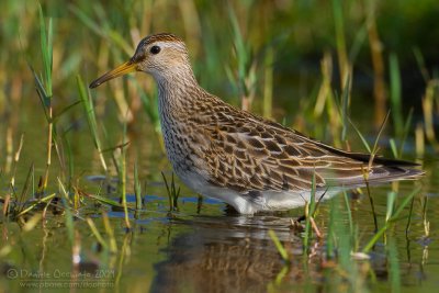 Pectoral Sandpiper (Calidris melanotos)