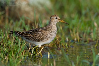 Pectoral Sandpiper (Calidris melanotos)