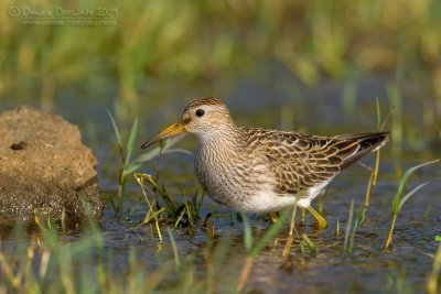 Pectoral Sandpiper (Calidris melanotos)