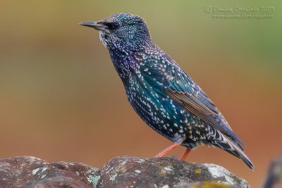 Common Starling (Sturnus vulgaris)