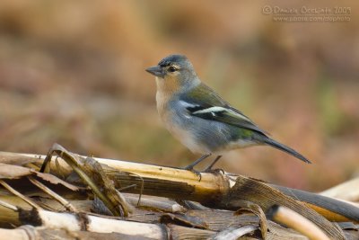 Azores Chaffinch (Fringilla moreletti)