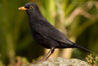 Blackbird (Turdus merula ssp azorensis)
