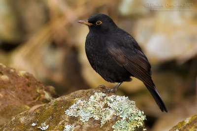 Blackbird (Turdus merula ssp azorensis)