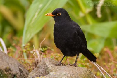 Blackbird (Turdus merula ssp azorensis)