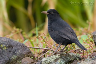 Blackbird (Turdus merula ssp azorensis)