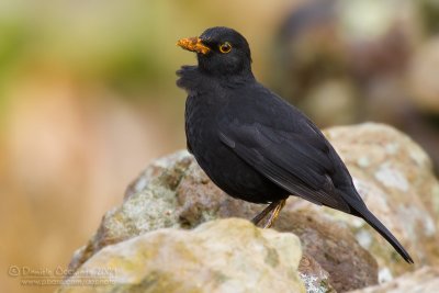 Blackbird (Turdus merula ssp azorensis)