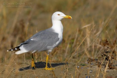 Yellow-legged Gull (Larus michahellis)