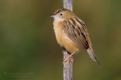 Zitting Cisticola (Cisticola juncidis)