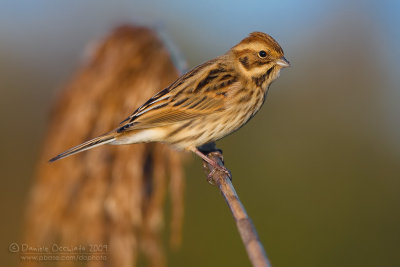 Reed Bunting (Emberiza schoeniclus)