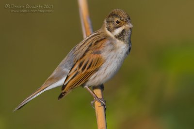 Reed Bunting (Emberiza schoeniclus)