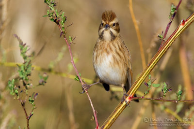 Reed Bunting (Emberiza schoeniclus)